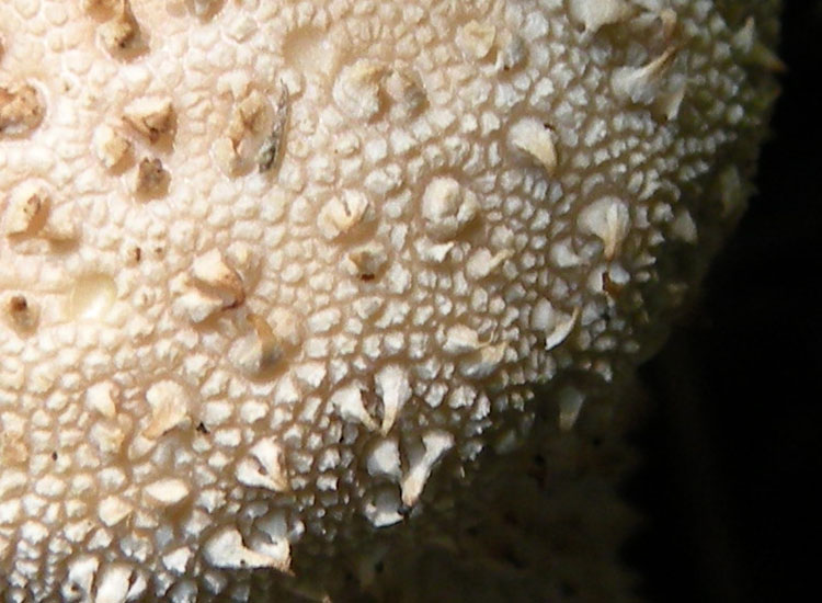 Lycoperdon dal Trentino